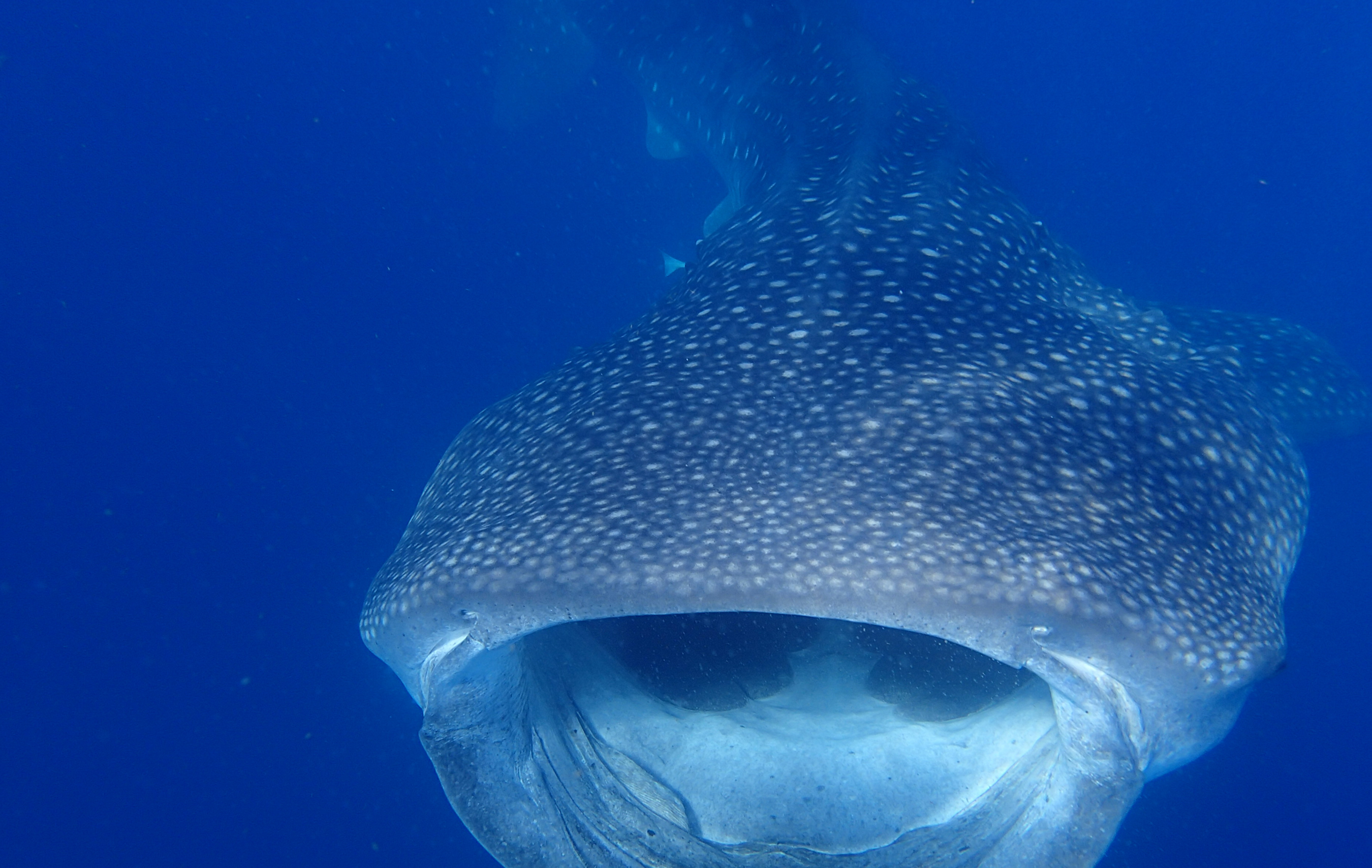 whale_shark_photo1